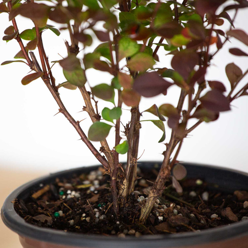 Southern Living Plant Collection 2.5 Qt. Orange Rocket Barberry